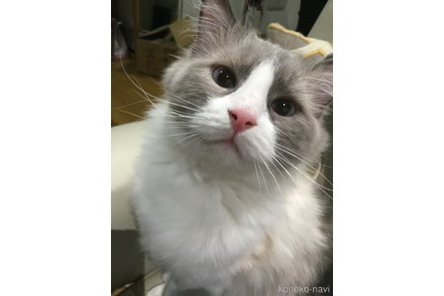 販売中のラグドールの親猫